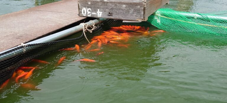 大和郡山市 子供から大人まで楽しめる金魚の釣り堀