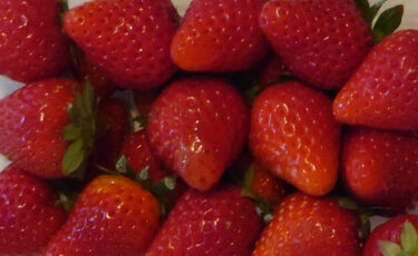 【大和郡山市】新鮮で甘いイチゴを安く買える！佃農園！