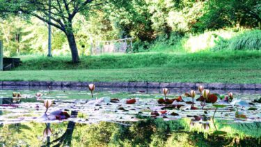 【夏】大和民俗公園を散策！睡蓮(スイレン)が見ごろ！