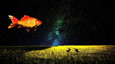 【歴史】なぜ大和郡山市は金魚のまちになったのか？